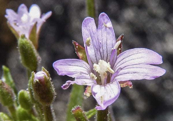 Epilobium Glandulosum Flower seeds for Planting Easy to Grow, Heirloom & GMO Free Seeds for Home Garden vegetable and garden seeds