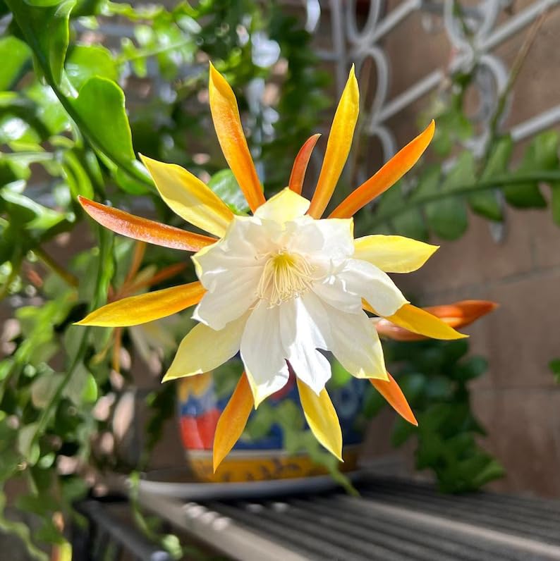 Epiphyllum Seeds for Planting