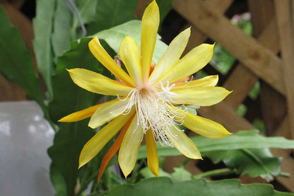 Epiphyllum Flower seeds for Planting Low Maintenance Heirloom & GMO Free Seeds for Home Garden