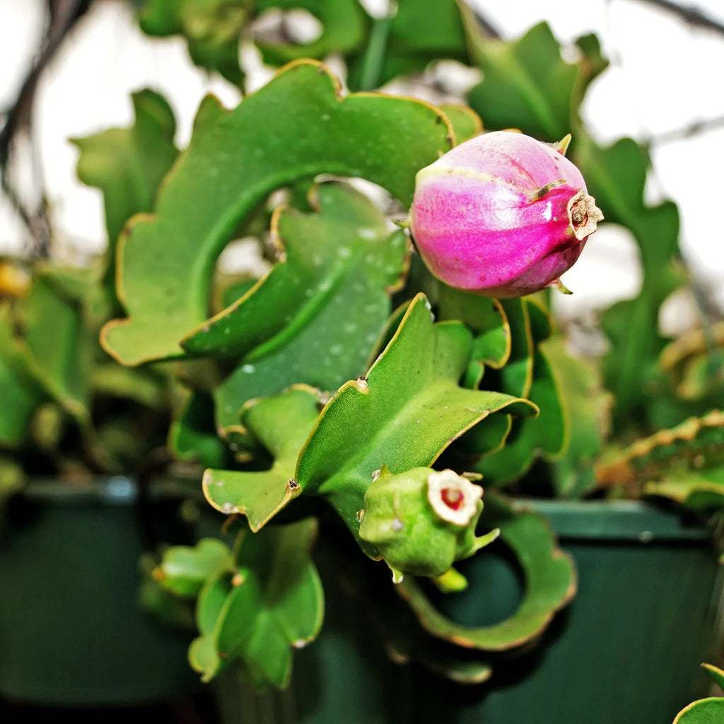Premium Guatemalan Monstrose Flower seeds for Planting Low Maintenance, Heirloom & GMO Free Seeds for Home Garden seeds