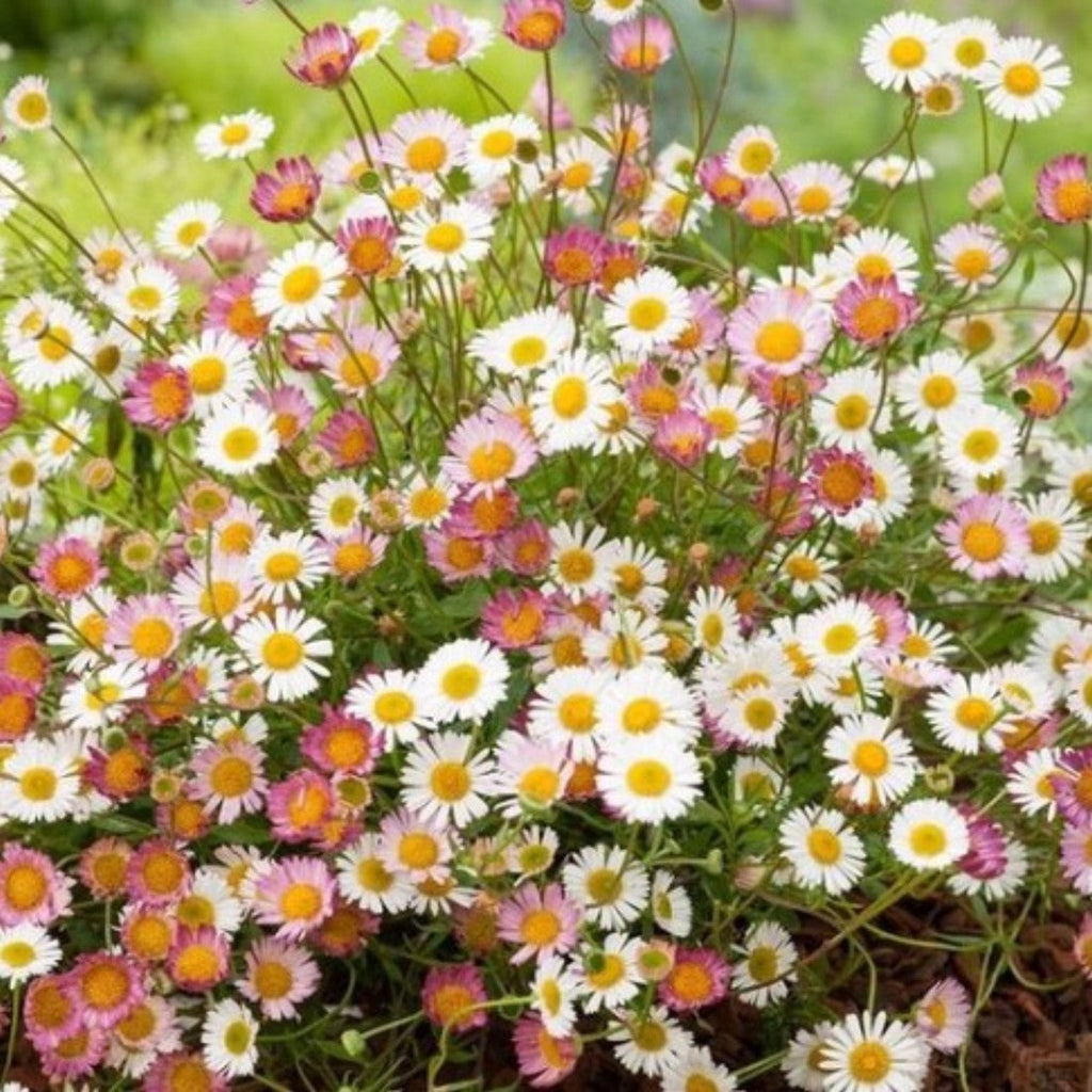 High quality Mixed Erigeron Flower seeds for Planting Drought Tolerant, Heirloom & GMO Free Seeds for Home Garden seeds pack