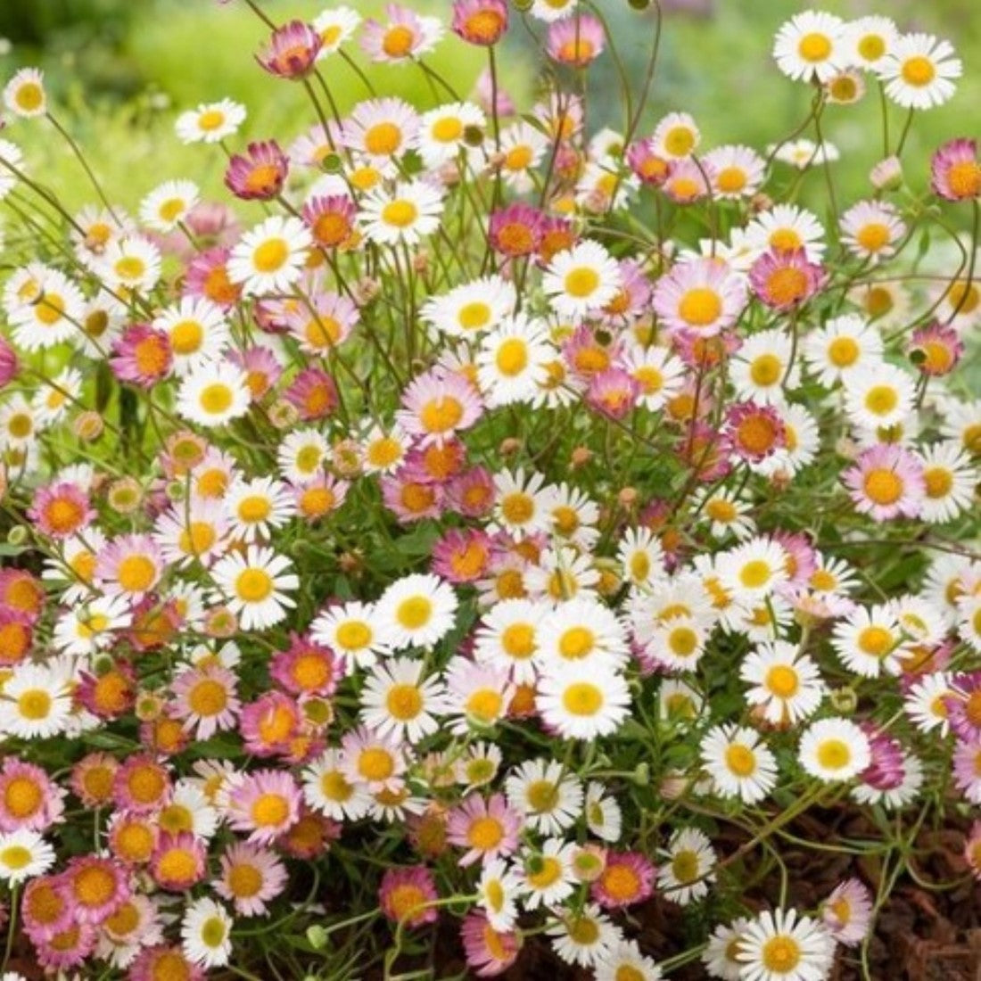 High quality Mixed Erigeron Flower seeds for Planting Drought Tolerant, Heirloom & GMO Free Seeds for Home Garden seeds pack