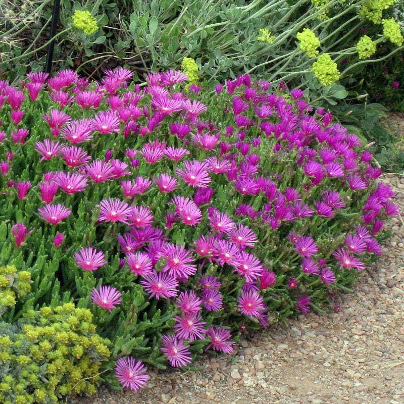 Purple Delosperma Flower seeds for Planting Bright Blooms, Heirloom & GMO Free Seeds for Home Garden vegetable and garden seeds