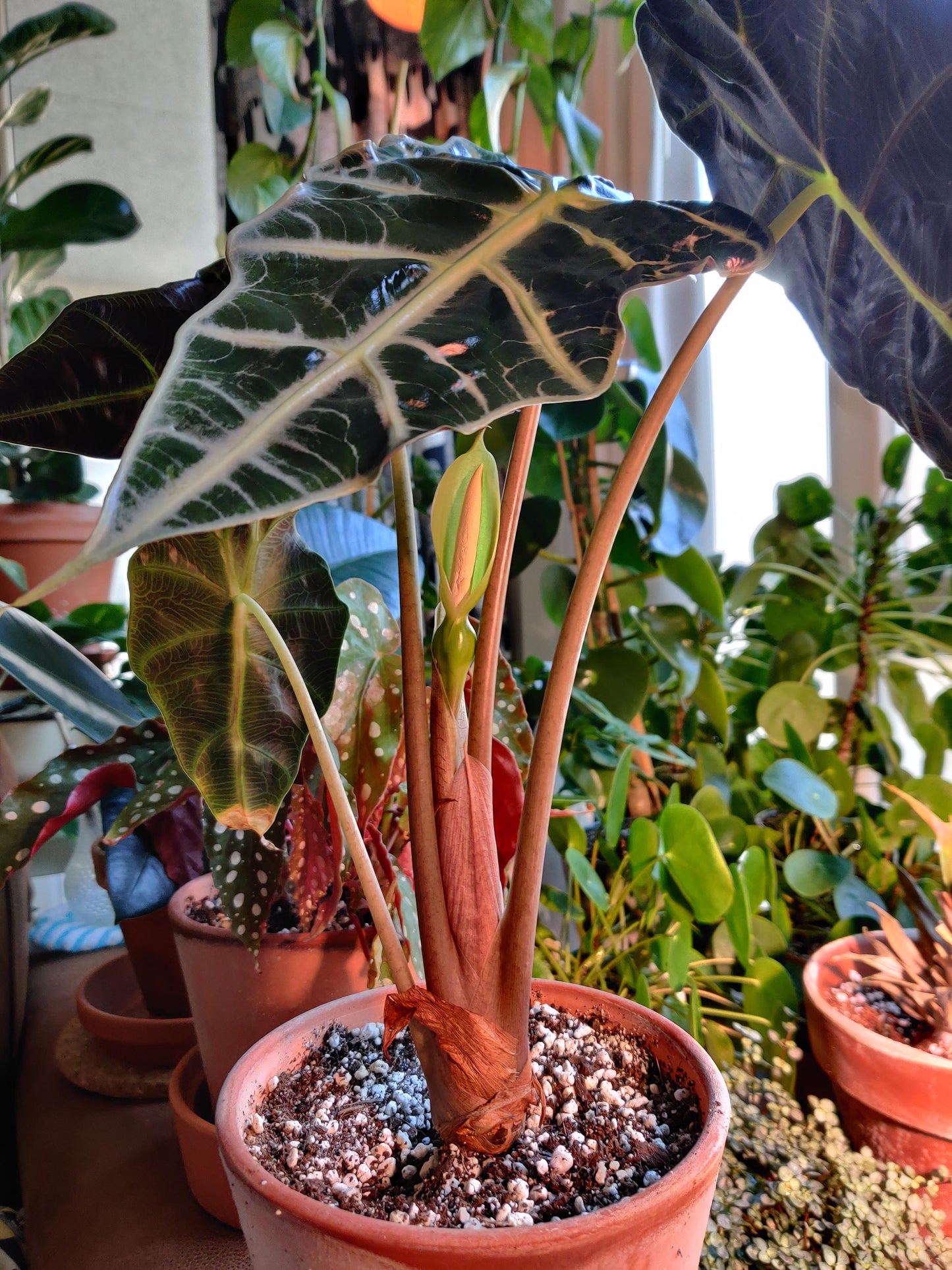Alocasia Flower seeds for Planting Pollinator Friendly Heirloom & GMO Free Seeds for Home Garden