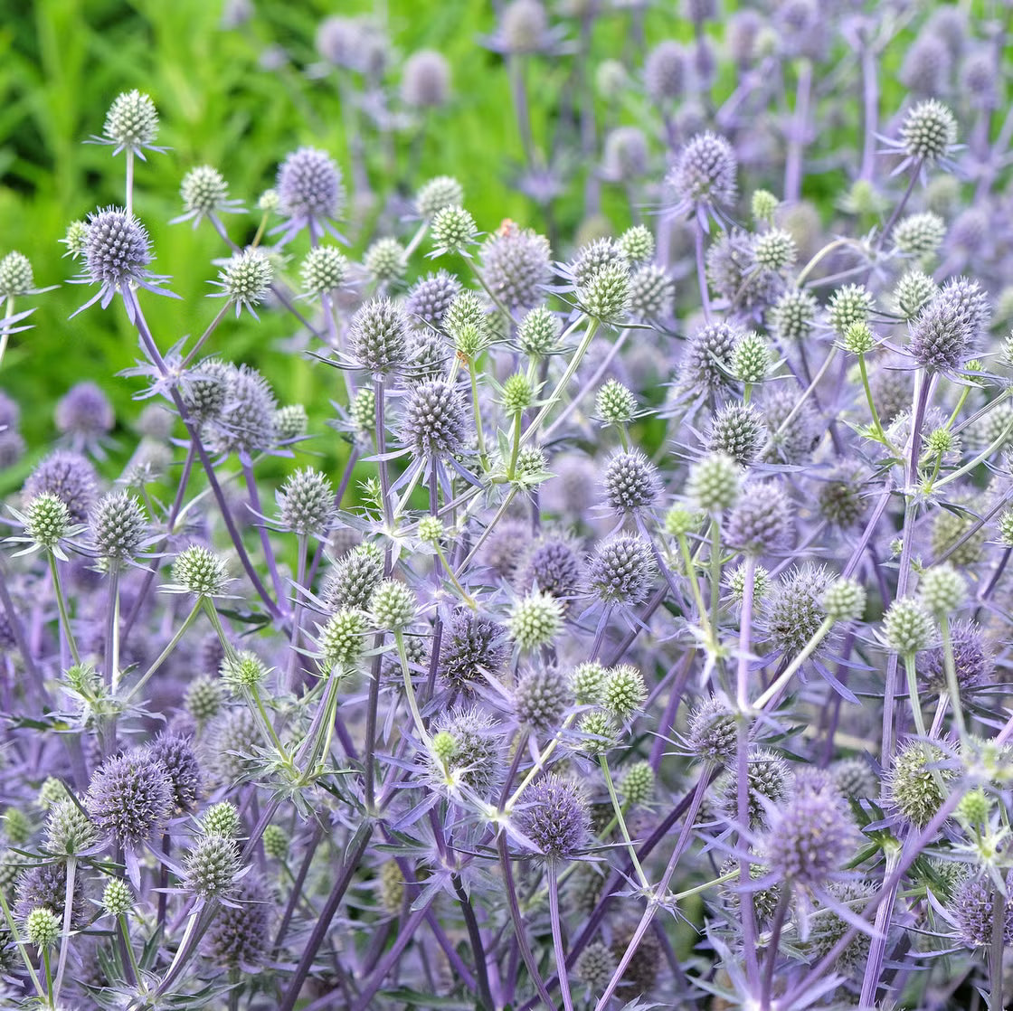 Premium Eryngium Planum Flower seeds for Planting Easy to Grow, Heirloom & GMO Free Seeds for Home Garden seeds