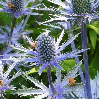 Hobbit Sea Holly Eryngium Flower seeds for Planting Bright Blooms Heirloom & GMO Free Seeds for Home Garden