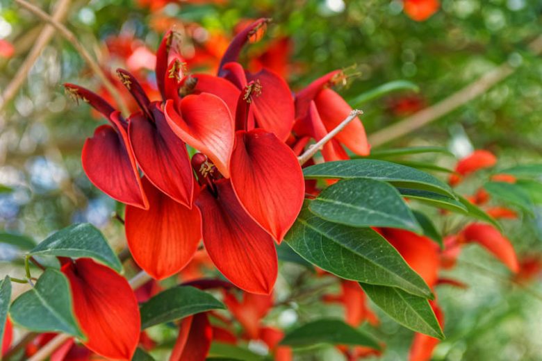 Dark Orange Erythrina Crista Galli Flower seeds for Planting - Cut Flower Favorite, Heirloom & GMO Free Seeds for Home Garden