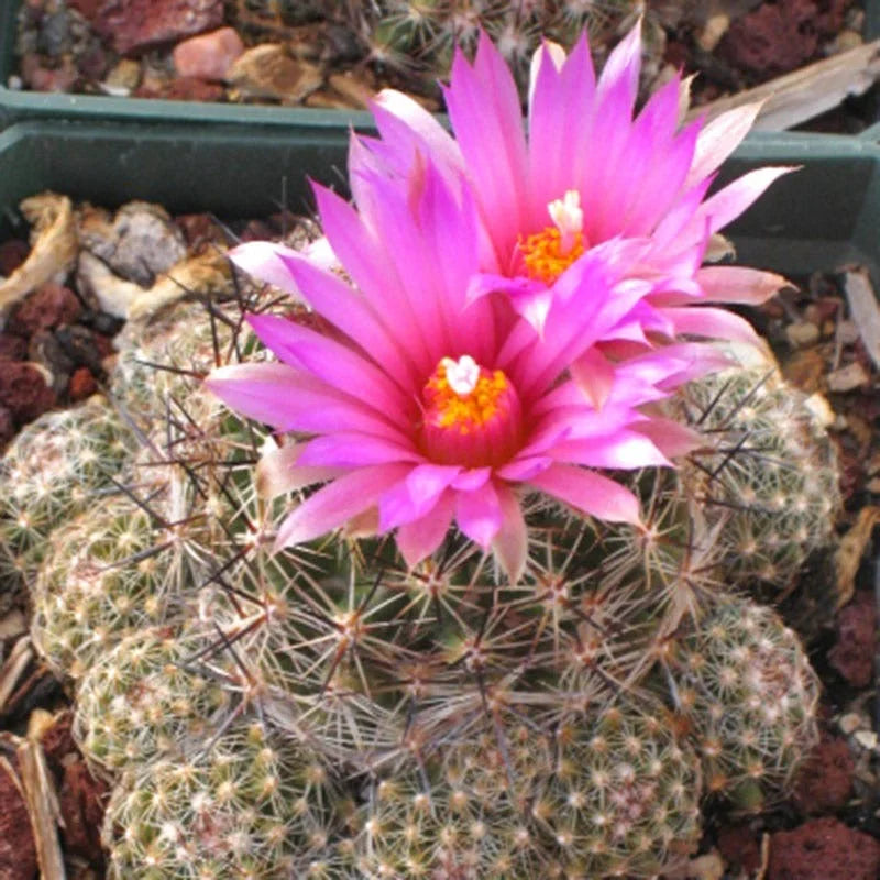 Escobaria Vivipara Flower seeds for Planting Garden Favorite Heirloom & GMO Free Seeds for Home Garden
