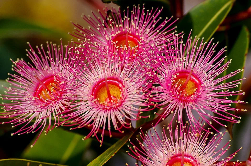 Ficifolia Flower seeds for Planting Premium Quality, Heirloom & GMO Free Seeds for Home Garden vegetable and garden seeds