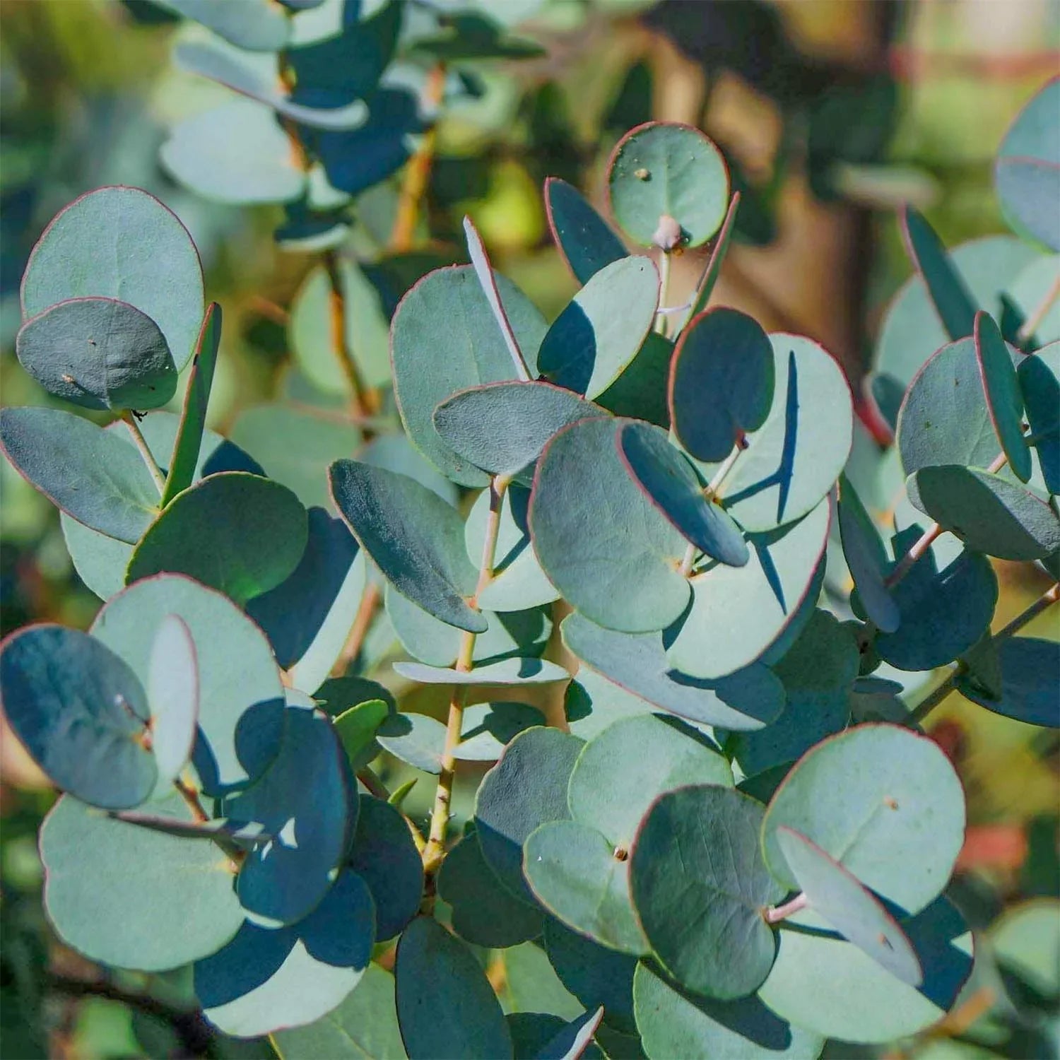 Mixed Eucalyptus Flower seeds for Planting Vibrant Colors, Heirloom & GMO Free Seeds for Home Garden seeds for planting