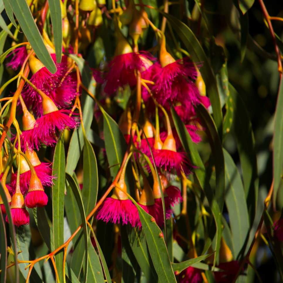 Eucalyptus Flower seeds for Planting Bright Blooms Heirloom & GMO Free Seeds for Home Garden