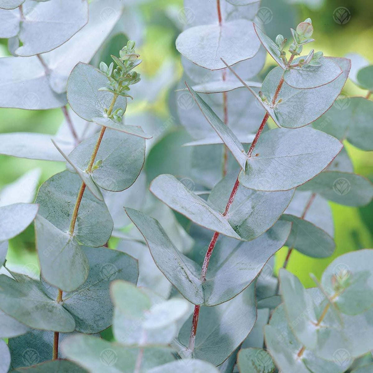 Young Silver Box Eucalyptus tree in container