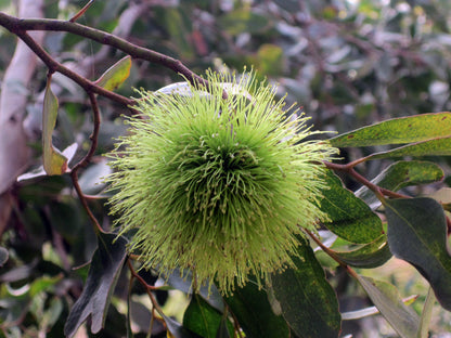 Eucalyptus Lehmannii Flower seeds for Planting Easy to Grow Heirloom & GMO Free Seeds for Home Garden