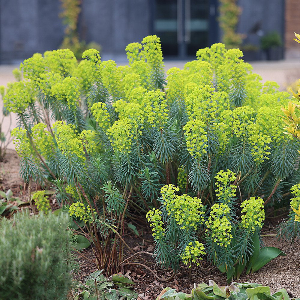 Mediterranean Spurge Flower seeds for Planting Cut Flower Favorite Heirloom & GMO Free Seeds for Home Garden
