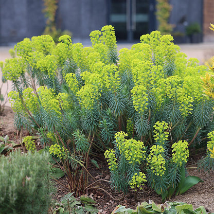Mediterranean Spurge Flower seeds for Planting Cut Flower Favorite Heirloom & GMO Free Seeds for Home Garden