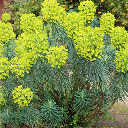 Mediterranean Spurge Flower seeds for Planting Cut Flower Favorite Heirloom & GMO Free Seeds for Home Garden