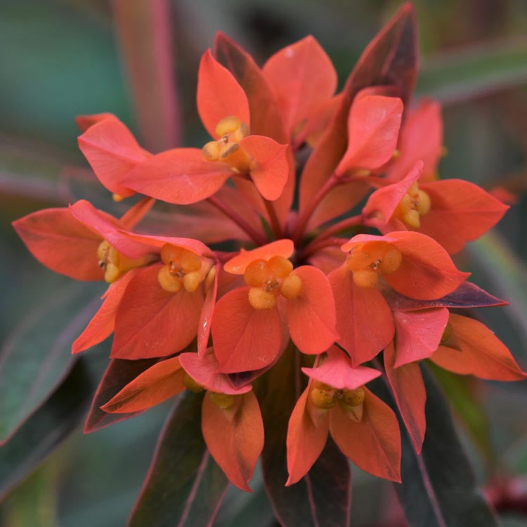 Euphorbia Griffithii Flower seeds for Planting Seasonal Bloomer, Heirloom & GMO Free Seeds for Home Garden seeds for planting