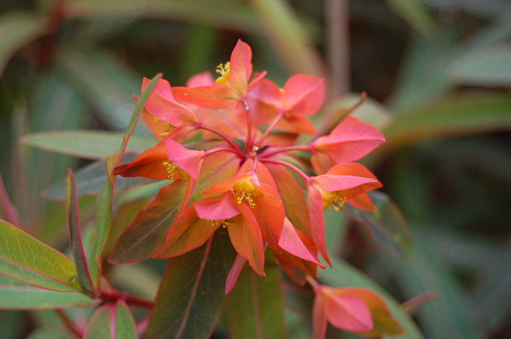 Euphorbia Griffithii Flower seeds for Planting Seasonal Bloomer, Heirloom & GMO Free Seeds for Home Garden vegetable and garden seeds