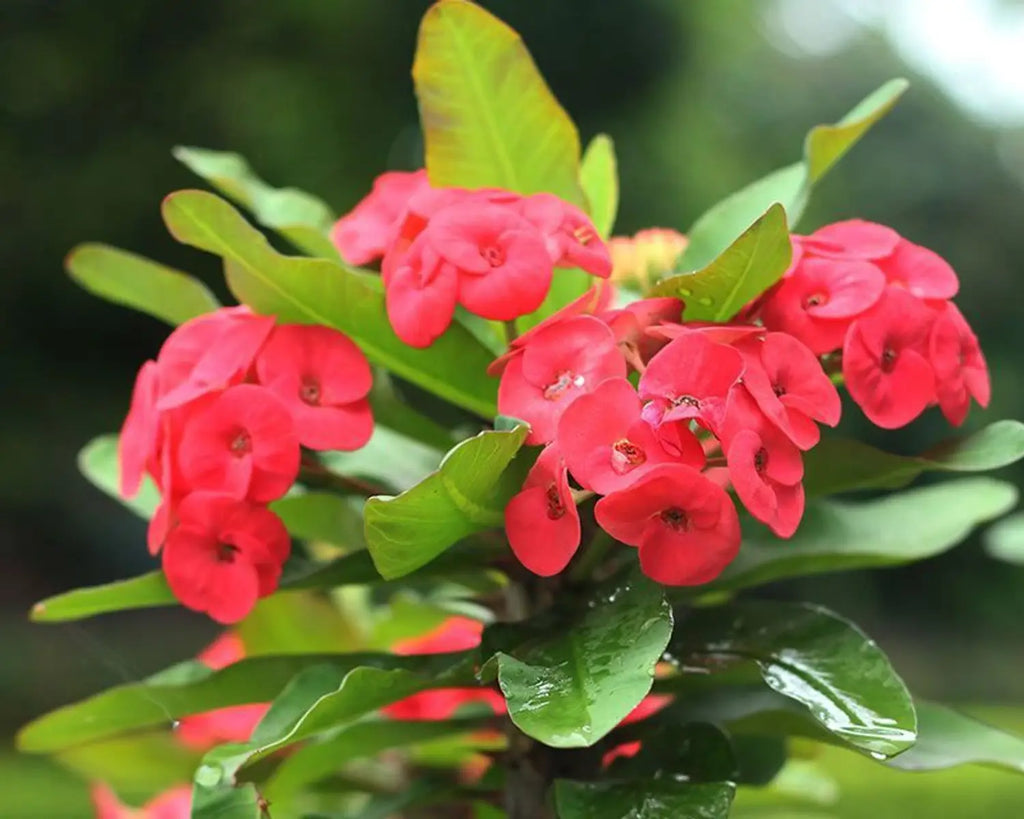 Deep Red Euphorbia Milii Flower seeds for Planting Pollinator Friendly, Heirloom & GMO Free Seeds for Home Garden vegetable and garden seeds