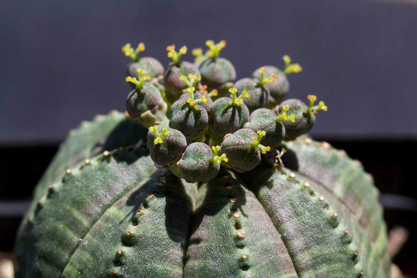 Euphorbia Obesa Baseball Flower seeds for Planting Long Bloom Season Heirloom & GMO Free Seeds for Home Garden