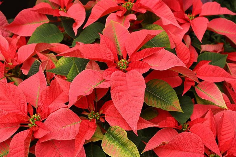 Euphorbia Pulcherrima Flower seeds for Planting Easy to Grow Heirloom & GMO Free Seeds for Home Garden