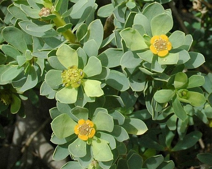 Green Balsamifera Flower seeds for Planting Shade Tolerant, Heirloom & GMO Free Seeds for Home Garden Sale seeds for planting