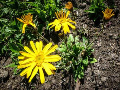 Heirloom Arnica Montana Flower seeds for Planting Seasonal Bloomer Heirloom & GMO Free Seeds for Home Garden