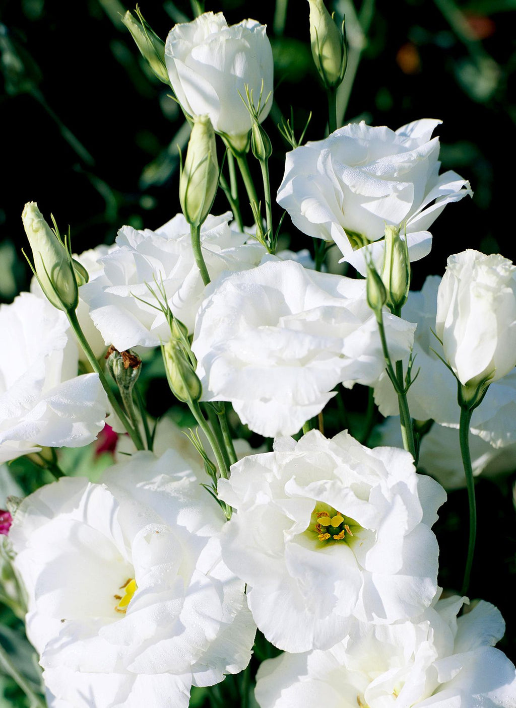 Premium Eustomia Flower seeds for Planting Perfect for Borders, Heirloom & GMO Free Seeds for Home Garden seeds