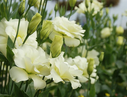 Sophisticated Green and White Eustoma Floral Arrangement