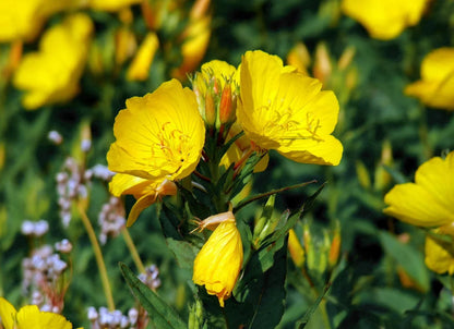 Oenothera Lamarckiana Flower seeds for Planting Vibrant Colors Heirloom & GMO Free Seeds for Home Garden
