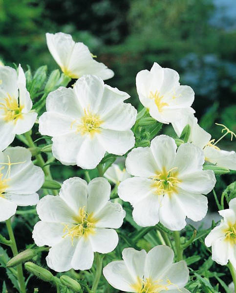 White Evening Primrose Flower seeds for Planting Compact Growth, Heirloom & GMO Free Seeds for Home Garden vegetable and garden seeds