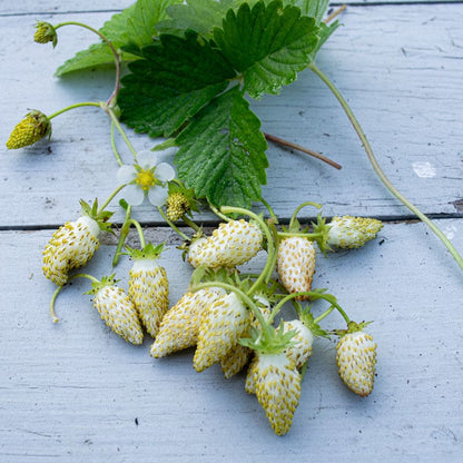 Everbearing Strawberry Seeds – Yellow Wonder Fragaria vesca Heirloom