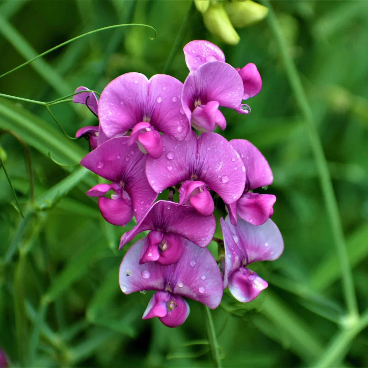 Everlasting Pea Flower seeds for Planting Long Bloom Season Heirloom & GMO Free Seeds for Home Garden