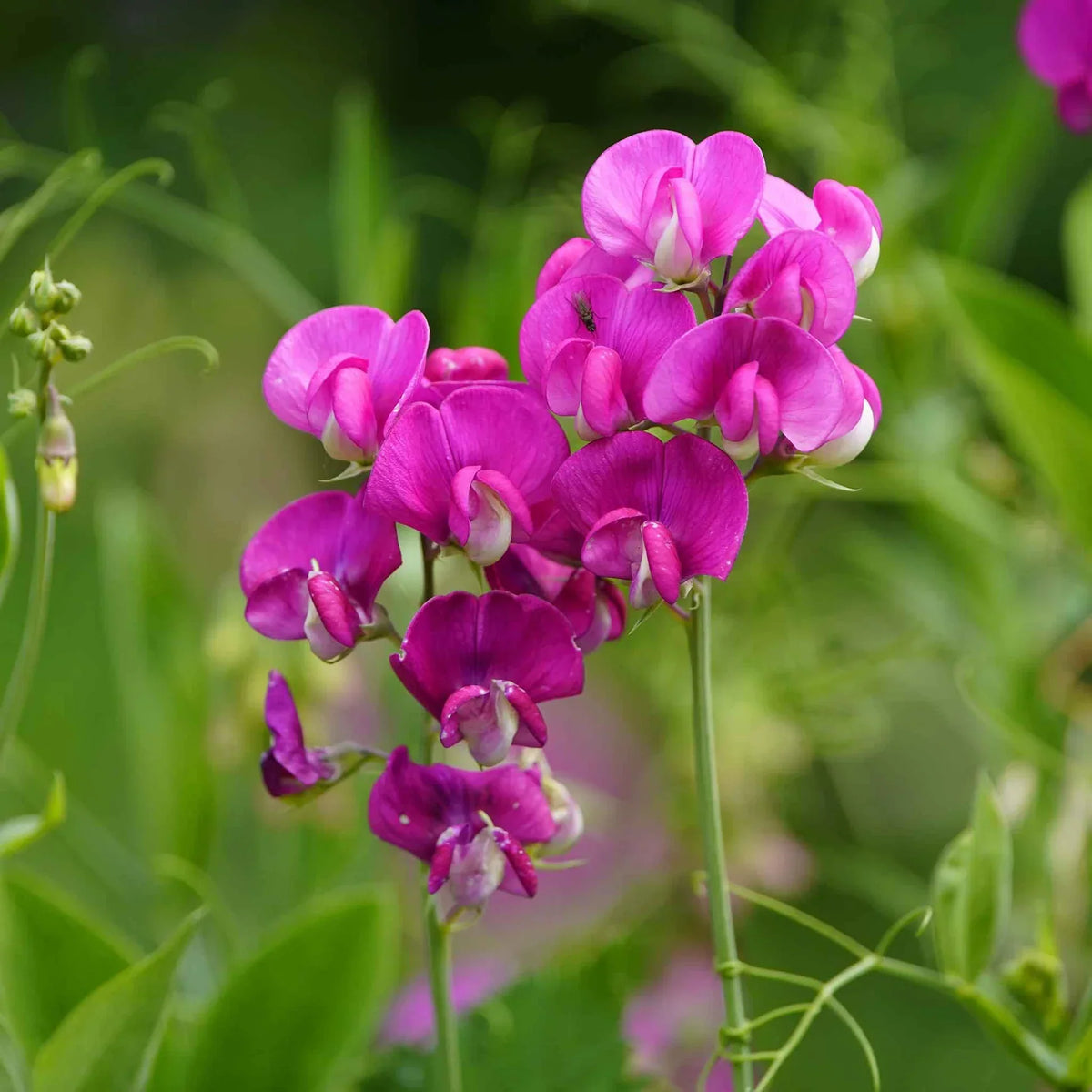 Everlasting Pea Flower seeds for Planting Long Bloom Season Heirloom & GMO Free Seeds for Home Garden