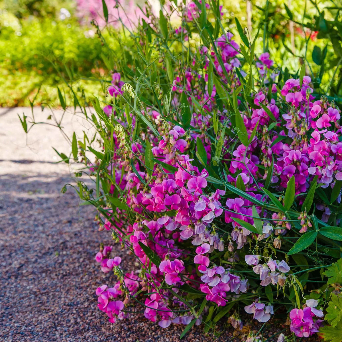 Everlasting Pea Flower seeds for Planting Long Bloom Season Heirloom & GMO Free Seeds for Home Garden