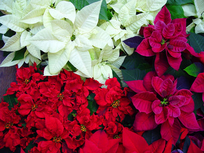 Poinsettia Flower seeds for Planting Premium Quality Heirloom & GMO Free Seeds for Home Garden
