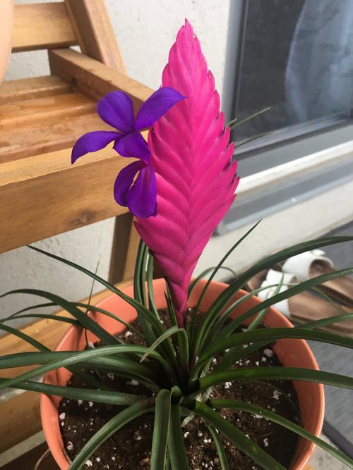 Bromeliad Tillandsia Flower seeds for Planting Long Bloom Season, Heirloom & GMO Free Seeds for Home Garden seeds for planting