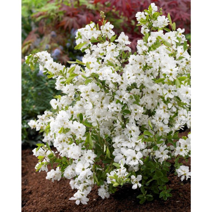 White Racemosa Flower seeds for Planting Premium Quality, Heirloom & GMO Free Seeds for Home Garden seeds for planting