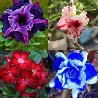 Exotic Adenium Seeds for Indoor and Garden Planting