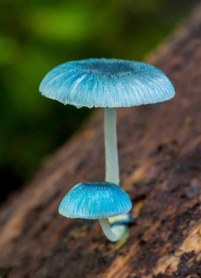 Fresh harvest of sky blue mushrooms