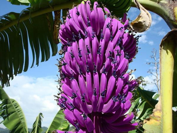 Exotic dark violet banana seeds for ornamental and edible plants