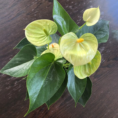 Exotic Green Anthurium Blooms for Garden Decoration