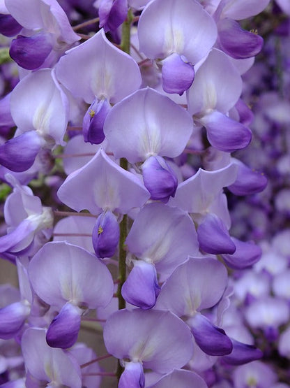 Exotic Violet Acacia Blooms for Garden Decoration