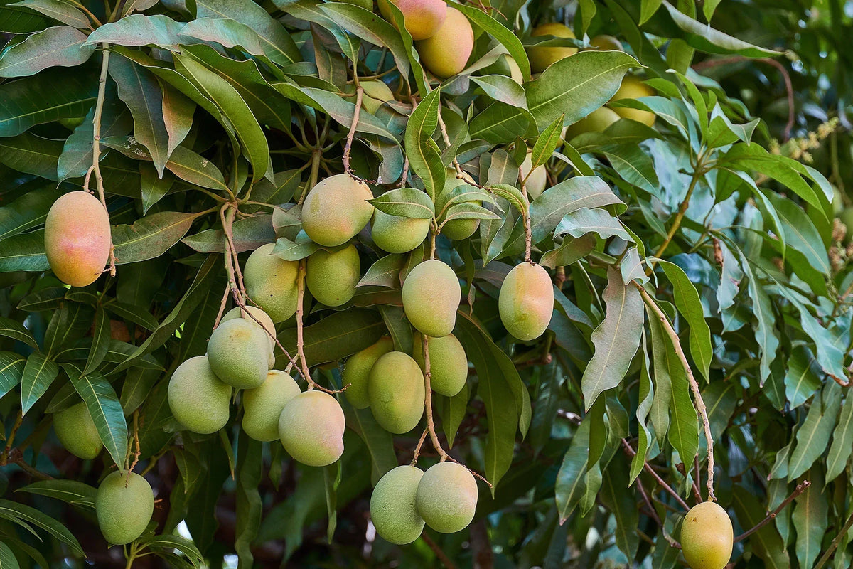 Exotic yellow mango seeds for home garden planting