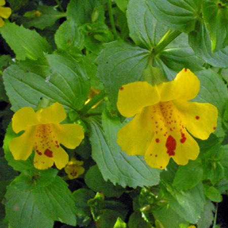 High quality Yellow Mimulus Flower seeds for Planting Low Maintenance, Heirloom & GMO Free Seeds for Home Garden seeds pack