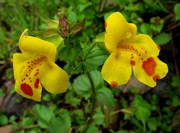 Premium Yellow Mimulus Flower seeds for Planting Low Maintenance, Heirloom & GMO Free Seeds for Home Garden seeds