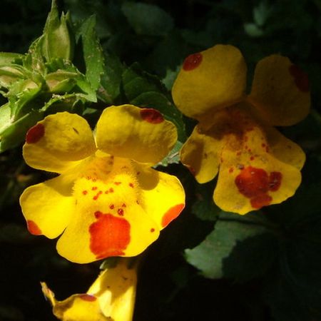 Yellow Mimulus Flower seeds for Planting Low Maintenance, Heirloom & GMO Free Seeds for Home Garden vegetable and garden seeds