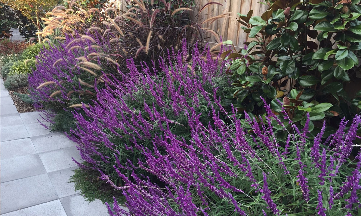 Lavender Barbara Flower seeds for Planting Colorful Display, Heirloom & GMO Free Seeds for Home Garden vegetable and garden seeds