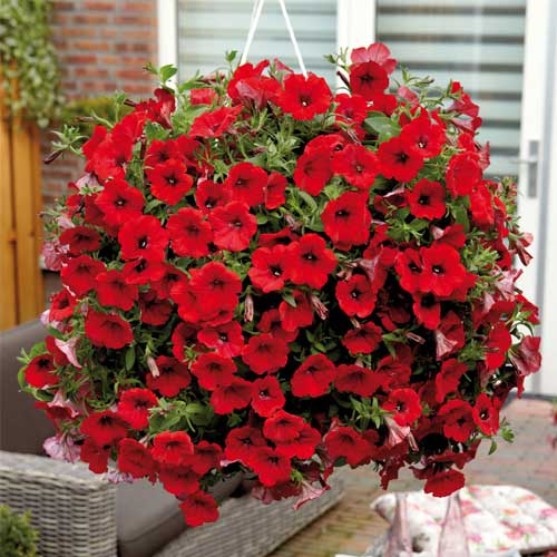 Red Petunia Flower seeds for Planting Long Bloom Season, Heirloom & GMO Free Seeds for Home Garden seeds for planting