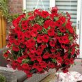 Red Petunia Flower seeds for Planting Long Bloom Season, Heirloom & GMO Free Seeds for Home Garden seeds for planting